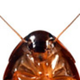 A Roach